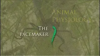 Lecture 9.4. The pacemaker.