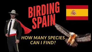 Birding Spain