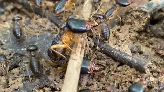 How to Catch a Queen Ant and Start a Colony