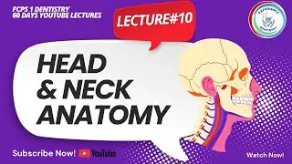 Head & Neck Anatomy | Lecture #10 | FCPS 1 Dentistry 60 Days Lecture