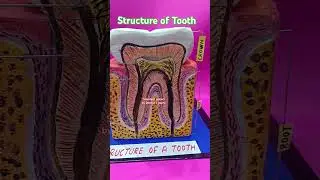 Structure of tooth 3d model #tooth #shortsfeed #tlm #tlmideas #shortsviral #shortsvideos #trending