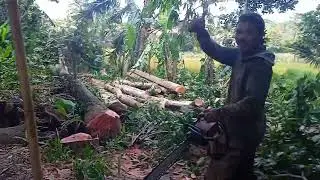 Proses menebang kayu mahoni yang dekat dengan kandang sapi dengan gergaji mesin sinso STIHL 381