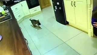 pup playing ball at 8 weeks