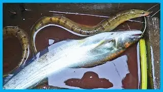 Primitive Technology Fishing For Eel & Catfish (Part 46) | Fish Corn