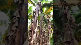 Red Bananas harvesting #fruit #harvest #agriculture