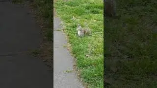 A Squirrel Searching Food In The Ground 🐿️ #squirrel #Shorts