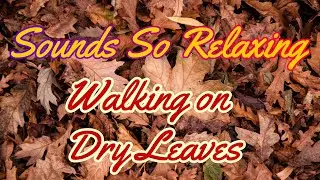 Sounds So Relaxing: Walking on Dry Leaves *1 Hour *