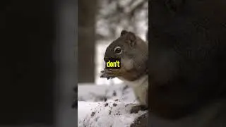 Amazing facts about the squirrel!