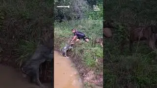 Mother Cow Thanks Man for Saving Calf From Water