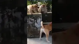 See how the monkeys are teasing the dog #shorts #monkey #monkeys #dog #dogs
