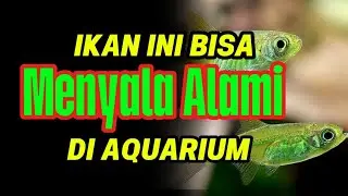 Kubotai Rasbora: Ikan Mini Paling TERANG! Salah Rawat, Warnanya Hilang !!