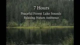 7 Hours Rain Sounds by the Lake 🌧️ Relaxing Nature Ambience for Sleep