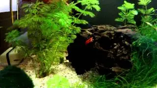 Aquarium eau douce