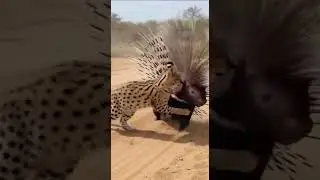 🐾💥 Serval vs Porcupine: Risky Hunt #Serval #Wildlife