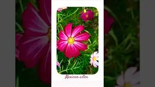Mexican aster || Beautiful flowers ||🌺|| #singer #coversong #bollywood #shortsviral