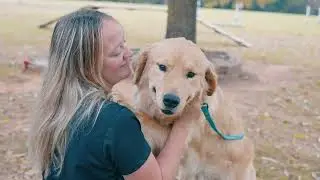 Professional Dog Training Services in Rifle, CO