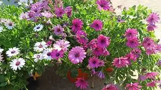 African Daisy / Dimorphotheca care and more flowers