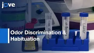 Testing For Odor Discrimination & Habituation In Mice l Protocol Preview