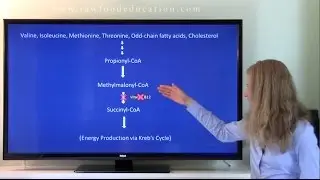 What is methylmalonic acid and how does it relate to vitamin B12?