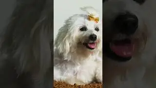 🐕&zwj;🦺 What do you call a Female Dog? What are Female Dogs Called? Bitch Pronunciation #femaledog