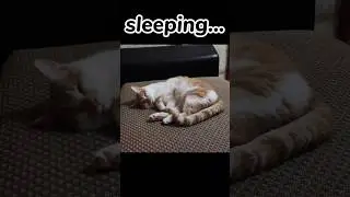 The cat's twitching in his sleep