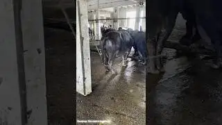 Reality Of Slaughter House In Pakistan 😳 | Hidden Truth Revealed!