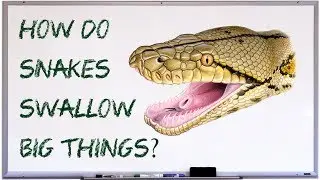 Как змеи глотают крупные предметы?