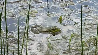 Hidden in the Marsh | Real-Time Frog in Nature