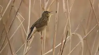 Warblers of Norwich - Spring 2020