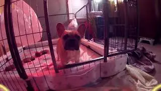 DIY PVC Dog Pen Bumpers to protect puppies from being crushed