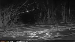 Deer Cam Rabbit After Southern Illinois Snow Storm 01 29 2026 Game Cam Trail Camera 