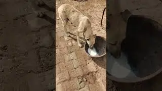 #dog #food #viral #animals #veterinary #youtubeshort #dr #field #animalshorts #vet #cat #cute #youtu