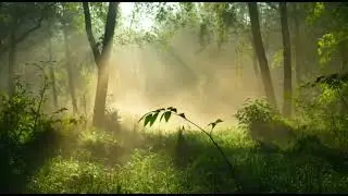 Forest Fog Moving ASMR 🌫️ Ultra Realistic 8K | Relaxing Nature Ambience