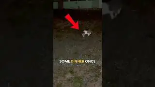Can We Catch A Fish For This Stray Cat? #fishing #fishingvideos