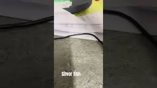 Silver-fish infestation