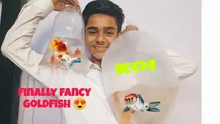 finally fancy goldfish is here 🤤💞 | optimum 3 in 1 fish food | fish shopping vlog |Indian koi  carp
