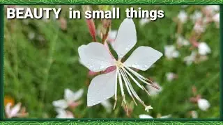Live Stream...Fun Learning BEAUTY in small things ... with calm and relaxing music