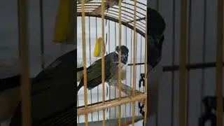 Trinca ferro foi ao Veterin&aacute;rio para poder emagrecer