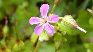 Spotted cranesbill - Geranium maculatum  - Sveipabl&aacute;gresi - Bl&aacute;gresis&aelig;tt - Villijurt - Sumarbl&oacute;m