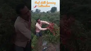 Red Chilli Farming #farming #shorts
