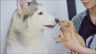 Husky's Shocked Reaction to Seeing Newborn Golden Retriever Puppies for the First Time!