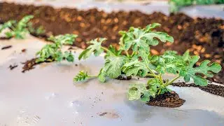 Mulch Film