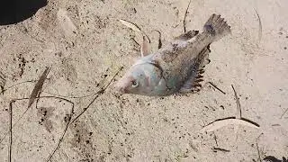 3RD SILVER PERCH ON OUR CAMPING TRIP!🇦🇺🏕😁❤️