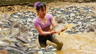 Harvesting Many Pond Fish at the Farm in the Valley to Sell at the Country Market
