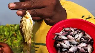 বিলে বড় পুটি মাছ ধরার পদ্ধতি | Puti Fishing in Beel