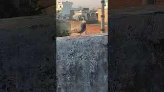 jes ghar mein kabootar hote hai🕊️#trending #youtubeshorts #pigeon #kabootar #shorts #bird
