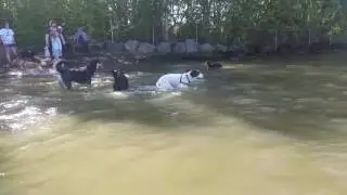 Sirius Pet Care: Magnuson Dog Park 051017