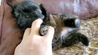 Happy 6 Weeks || Imperial Shih Tzu Puppies