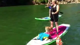 DAVE SCADDEN'S SUP 4TH OF JULY DOG DAYS