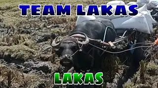 EP,332. BUHAY BUKID team lakas lakas